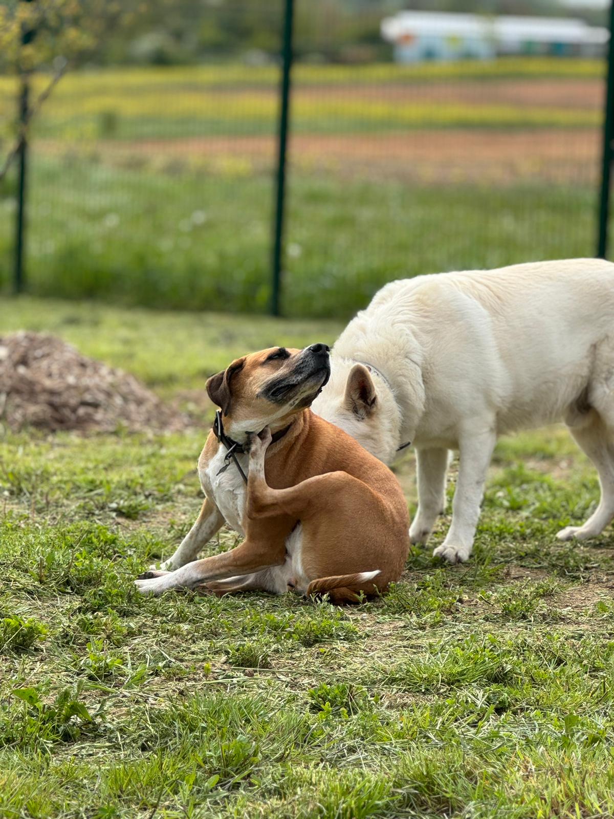Chien marron, assis, qui se gratte le cou, à côté d'un chien berger blanc suisse qui renifle, dans l'herbe.