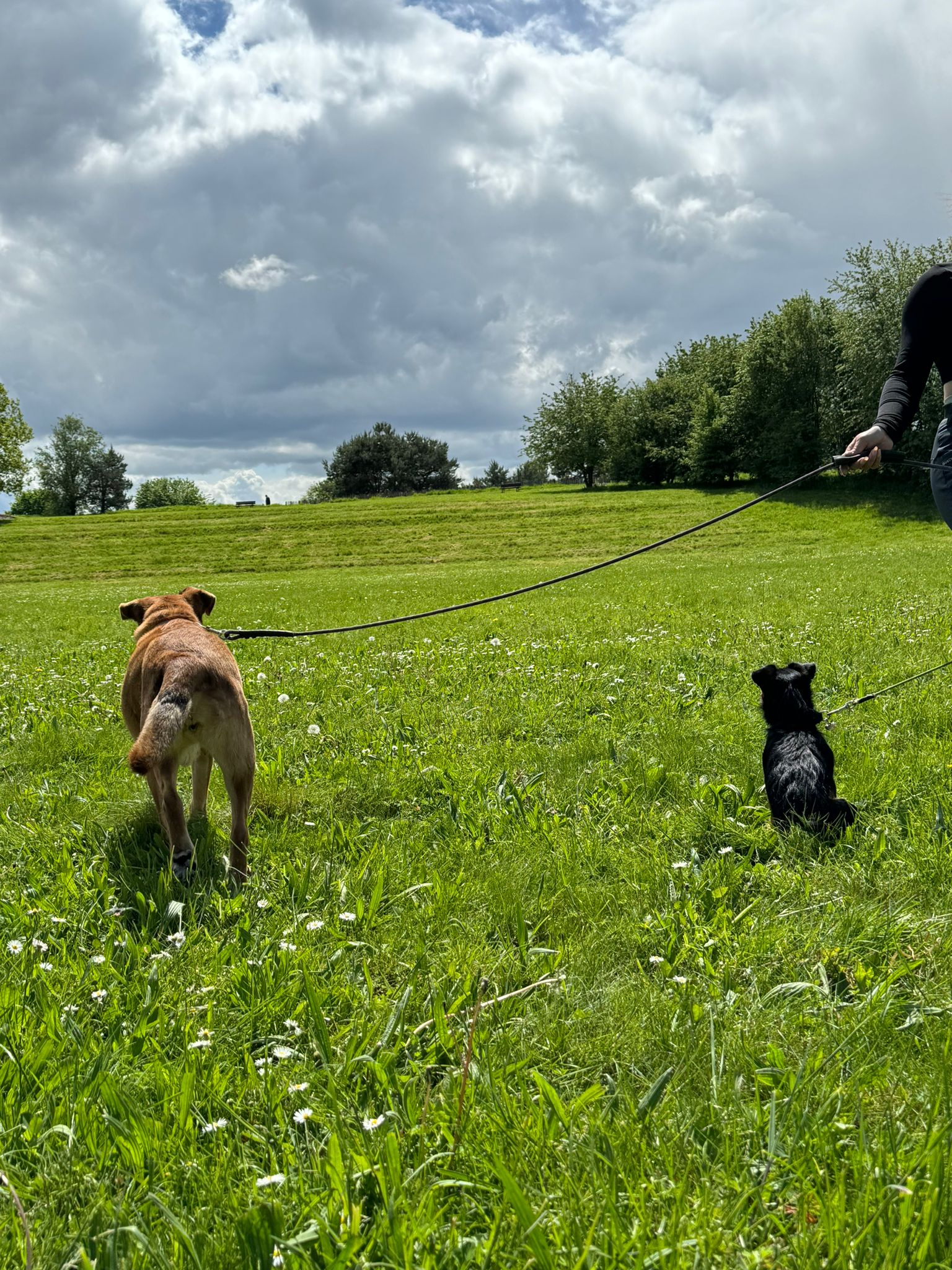 Deux chiens tenus en longe, un marron et un noir, de dos, avançant dans la même direction, dans l'herbe verte, gros nuages gris, trous de ciel bleu, arbre et étendu d'herbe en arrière plan.