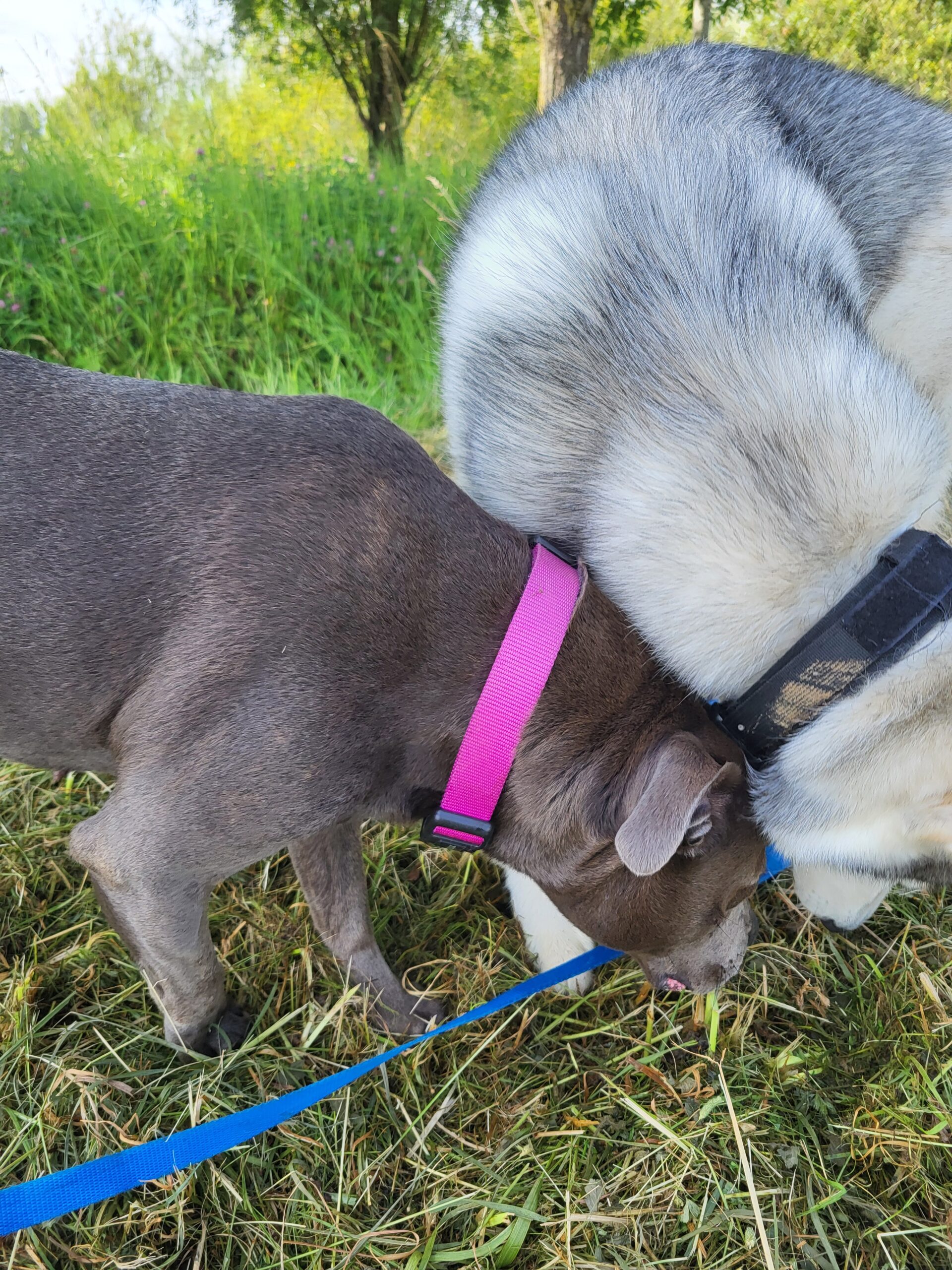 Un staffy gris et un husky aux poils clairs qui renifle une même odeur dans l'herbe verte. Arbres, hautes herbes, ciel clair en arrière plan.