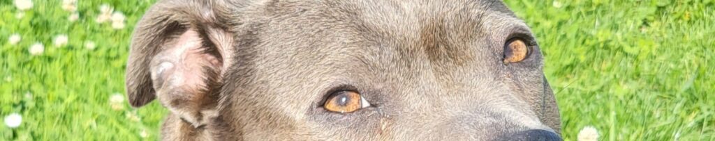 Gros plan sur le regard attentif d'un chien au pelage gris, sous le soleil, avec un fond d'herbe verte et de petites fleurs blanches.